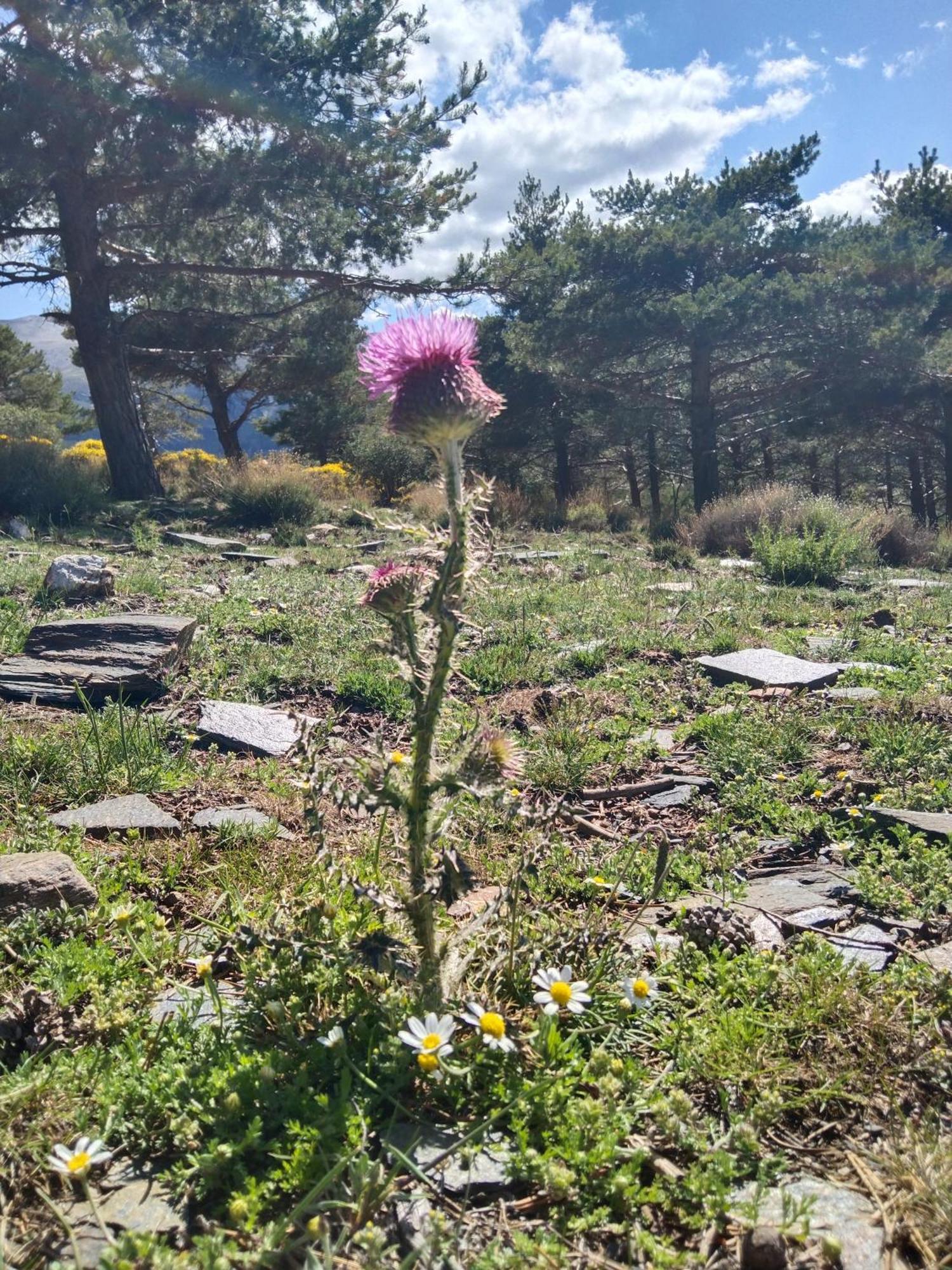 La Posada Del Altozano Lanteira エクステリア 写真